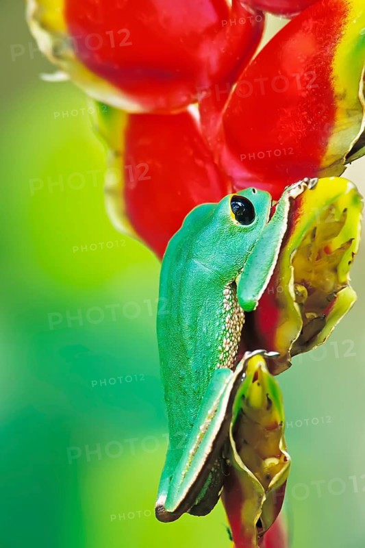 White lined tree frog (Phyllomedusa camba) climbing Heliconia flower, Madidi National Park, Bolivia, South America