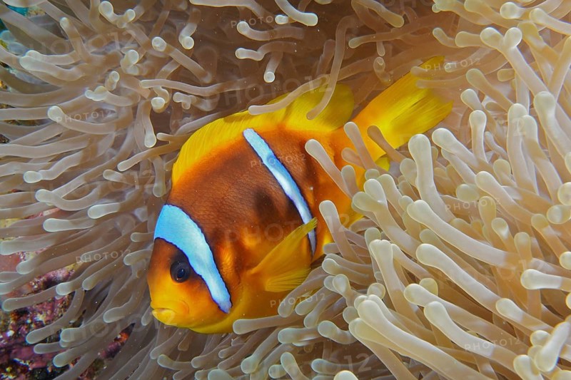 Red sea anemonefish (Amphiprion bicinctus)