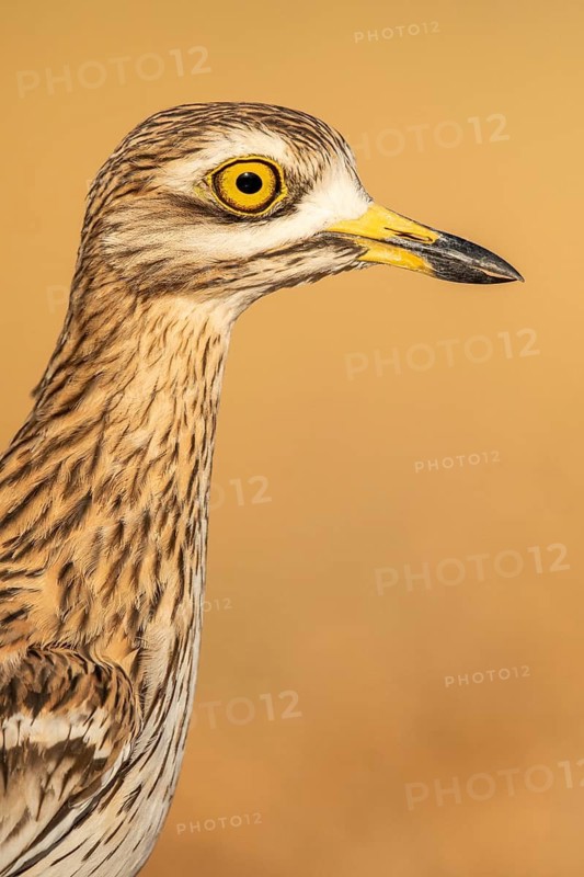 Eurasian Stone-curlew (Burhinus oedicnemus), Castile-La Mancha, Spain