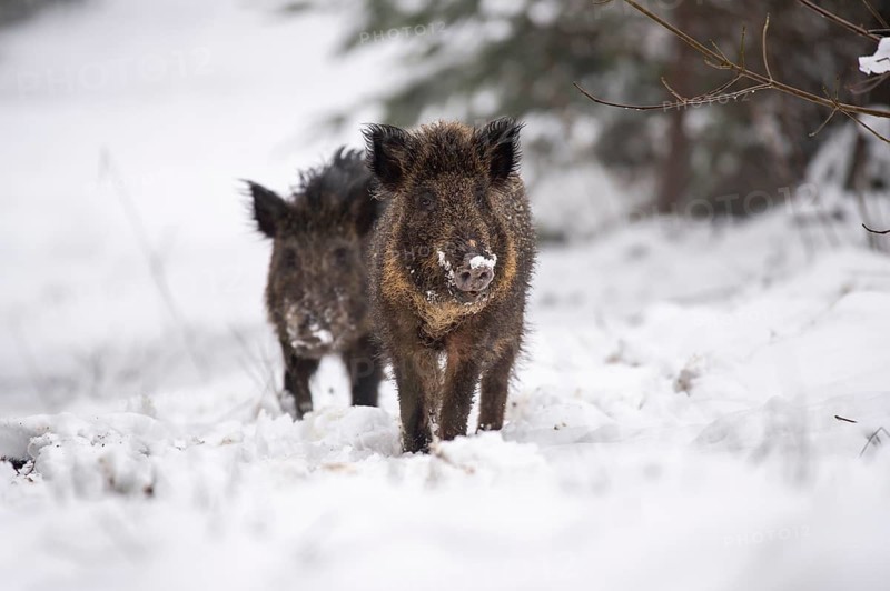 Wild boar (Sus scrofa) in the snow, Melle, Lower Saxony, Germany