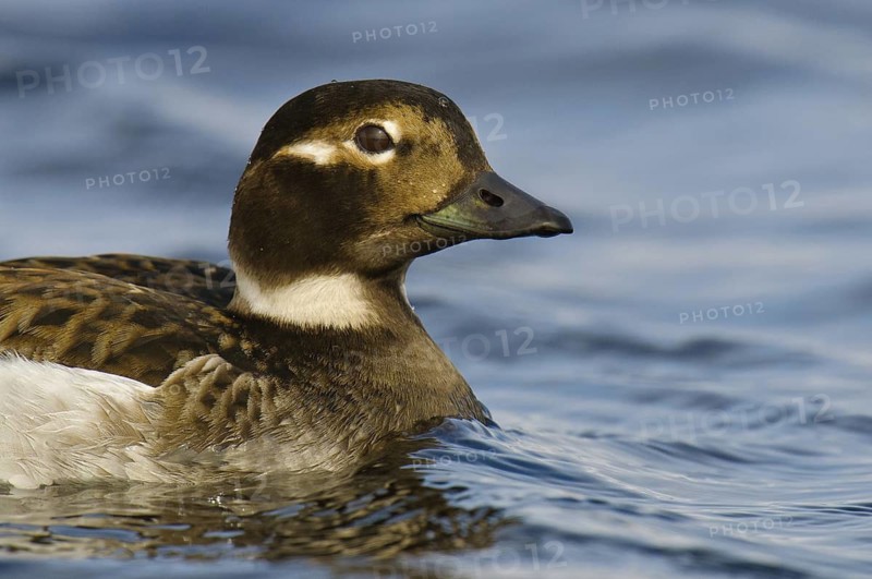 Long-tailed Duck (Clangula hyemalis) female, Alaska, USA