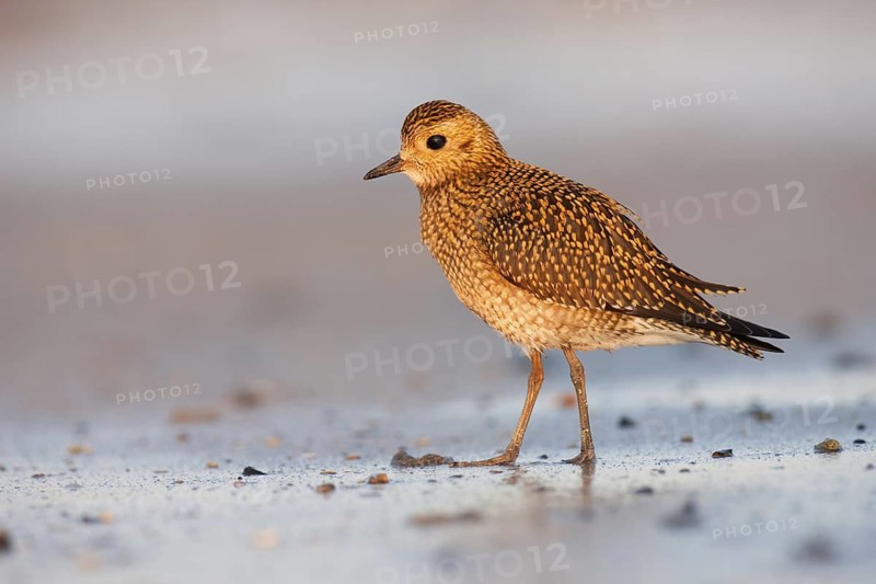 European Golden Plover (Pluvialis apricaria), Schleswig-Holstein, Germany