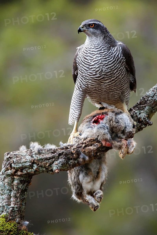 Northern Goshawk (Accipiter gentilis) female with prey, Madrid, Spain