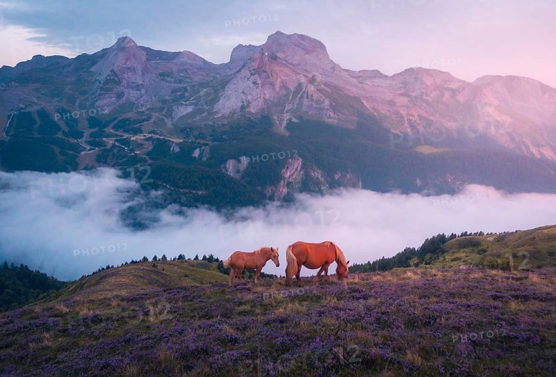 A serene scene of two horses grazing on a misty mountain at sunrise, surrounded by vibrant lavender fields in the Pyrenees. The peaceful landscape is highlighted by soft, pastel sky colors in summer