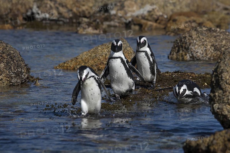African Penguin (Spheniscus demersus) group on beach, South Africa