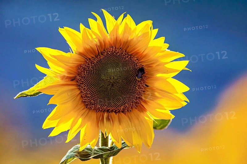 A yellow sunflower against a blue background with an insect on the flower, A blooming sunflower (Helianthus annuus)