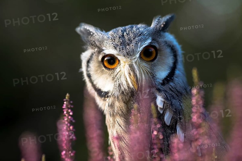 Southern White-faced Owl (Ptilopsis granti) captive, among flowers, Germany