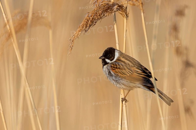 Rohrammer, Reed Bunting, Emberiza schoeniclus, Bruant des roseaux, Escribano Palustre