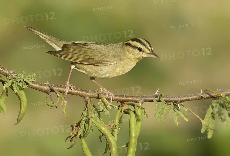 Worm-eating Warbler (Helmitheros vermivorum), Texas, USA