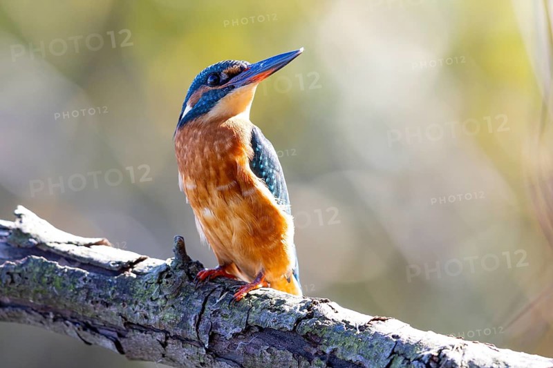 Kingfisher (Alcedo atthis) wbl Germany