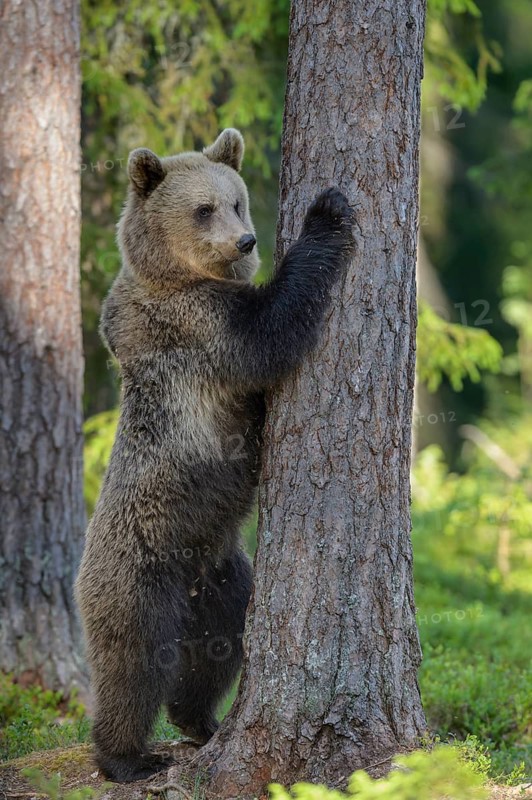 Eurasian Brown Bear (Ursus arctos) standing at tree in forest, Finland