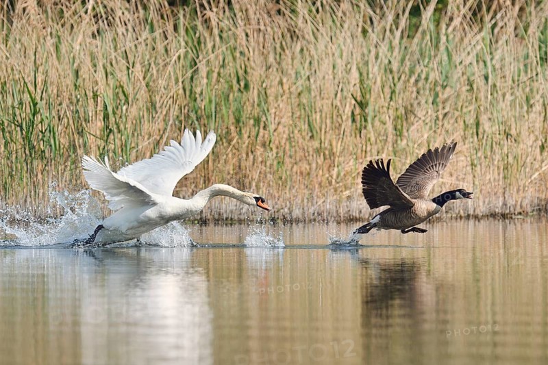 Mute swan (Cygnus olor) chasing away a Canada goose (Branta canadensis), North Rhine-Westphalia, Germany