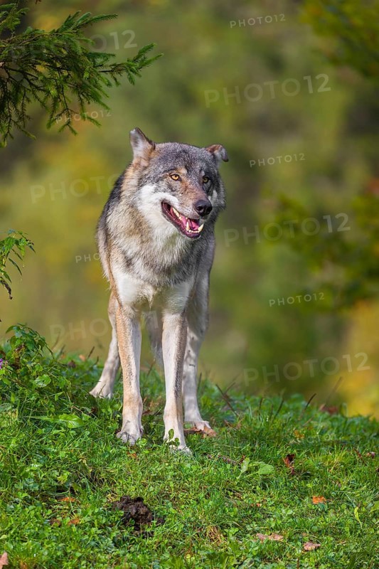 A eurasian gray wolf (Canis lupus lupus) stands on a meadow on a hill with a colourful foliage in the background