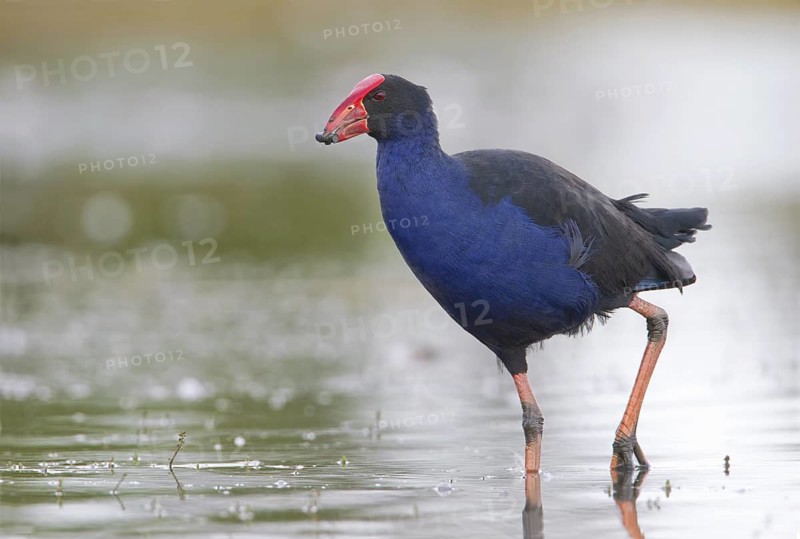 Australasian Swamphen (Porphyrio melanotus melanotus), Victoria, Australia