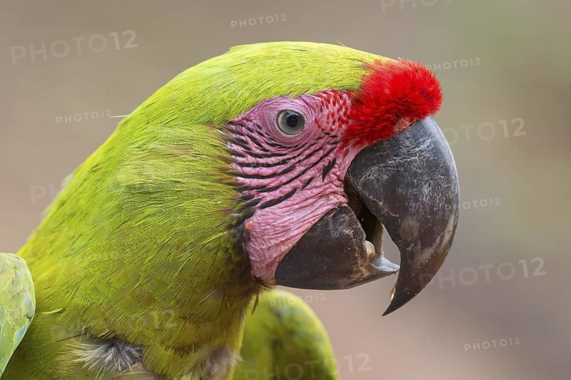 Great Green Macaw (Ara ambiguus), Costa Rica