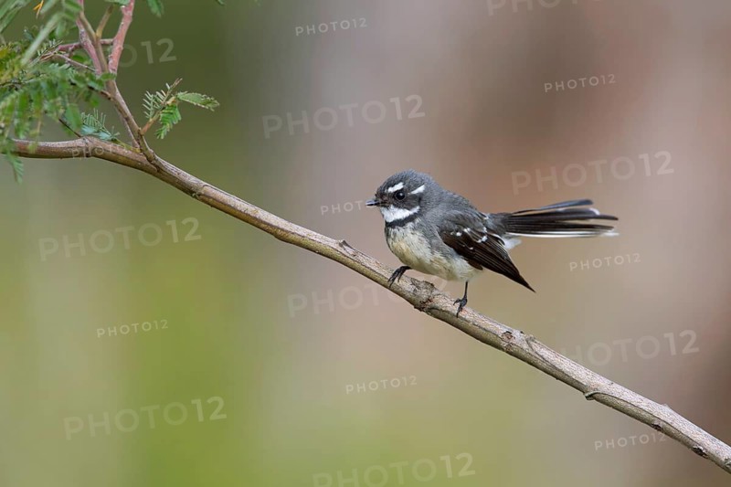 Grey Fantail (Rhipidura albiscapa), Victoria, Australia