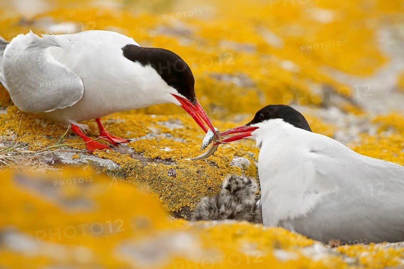 Arctic Tern (Sterna paradisaea) pair feeds chick, Farne Islands, United Kingdom