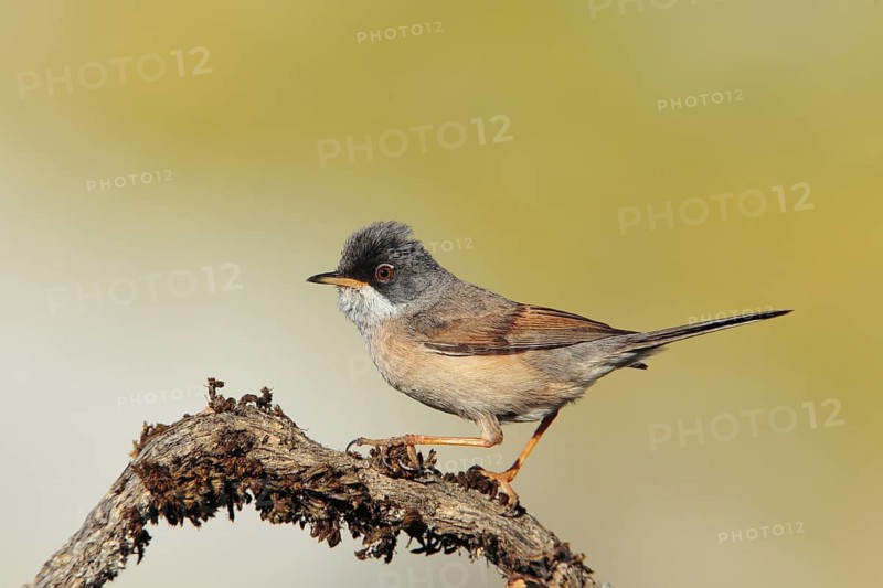 Spectacled Warbler (Sylvia conspicillata) male, Andalusia, Spain
