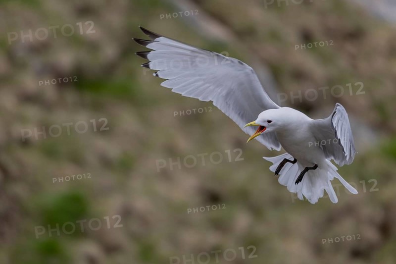 Black-legged kittiwake (Rissa tridactyla), in flight, Ekkeroy, Varangerfjord, Norway