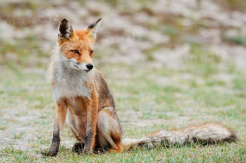 Red fox (Vulpes vulpes), North Holland, Netherlands