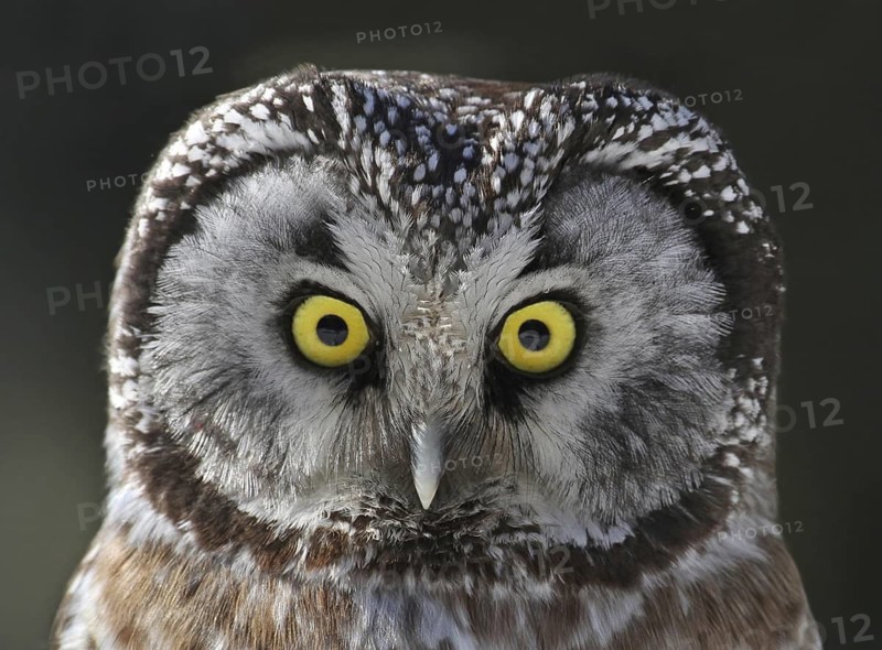 Boreal Owl (Aegolius funereus), Saskatchewan, Canada