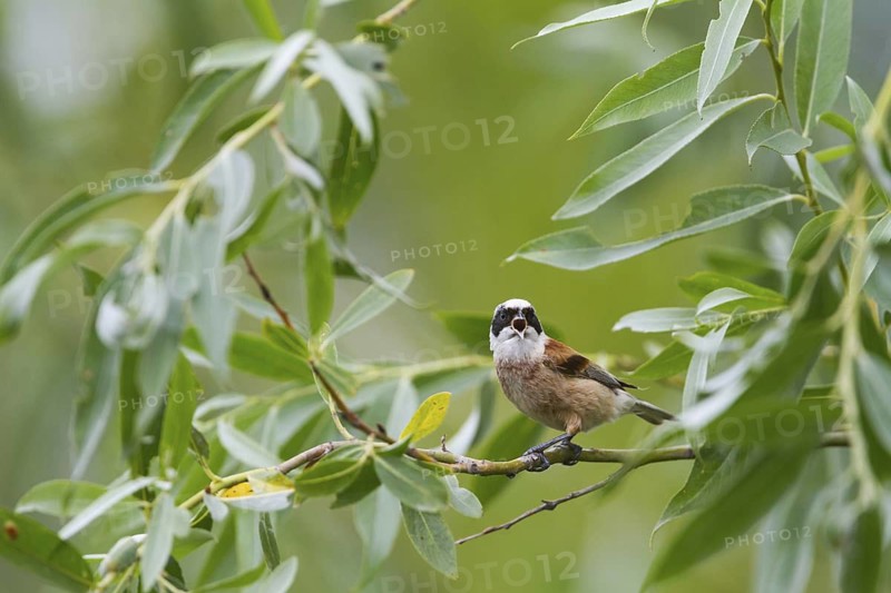 Eurasian Penduline Tit (Remiz pendulinus) male, Hungary