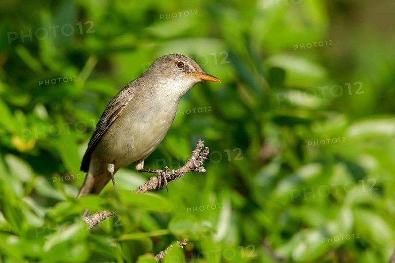 Olivenspötter, Hippolais olivetorum, Olive-tree Warbler, Hypolaïs des oliviers, Zarcero Grande