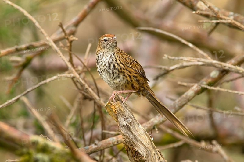 New Zealand Fernbird (Megalurus punctatus), New Zealand