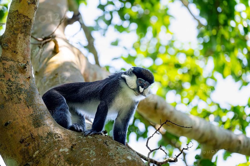 Red-tailed guenon or Congo white-nosed guenon (Cercopithecus ascanius schmidti), Bigodi, Western Region, Uganda