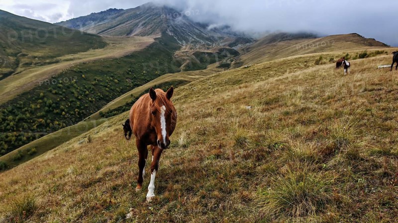 Brown horse (equus) on a mountain meadow with foggy background, Stepantsminda, Caucasus, Georgia
