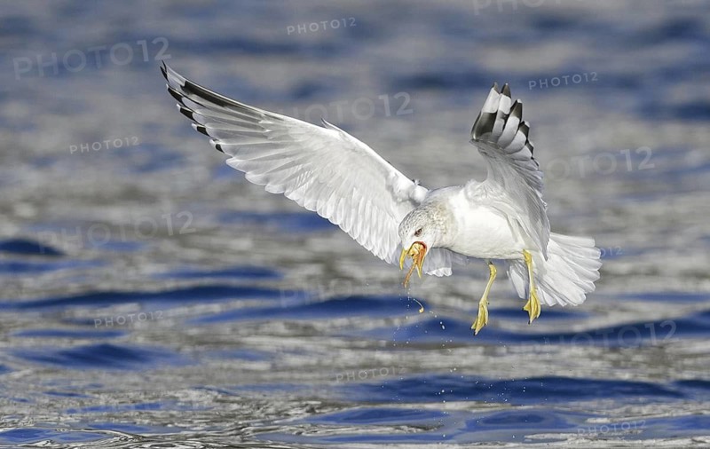 Mew Gull (Larus canus brachyrhynchus) flying, Alaska, USA