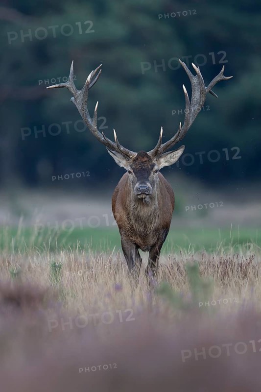 Red deer in rut, Hooge Veluve, Holland