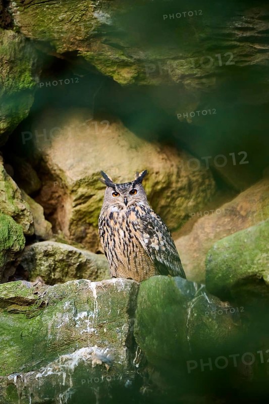 Eurasian Eagle-Owl (Bubo bubo) in a stone wall in a forest, Bavaria, Germany