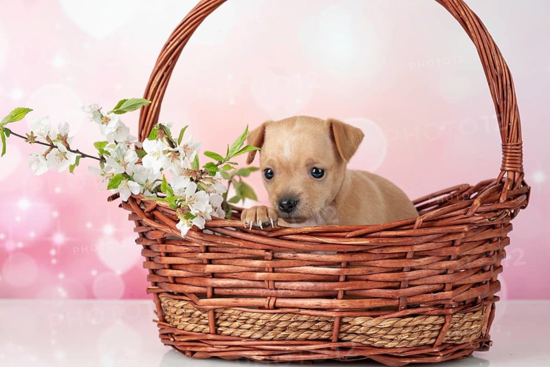 A charming Toy Terrier puppy peers out from a wicker basket, surrounded by delicate cherry blossoms. Photographed in a studio setting with a soft pink backdrop