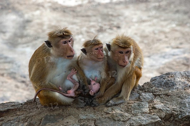 Three toque macaques with a baby resting on a rock in Sri Lanka. The macaques are close together, showcasing their social behavior and natural habitat
