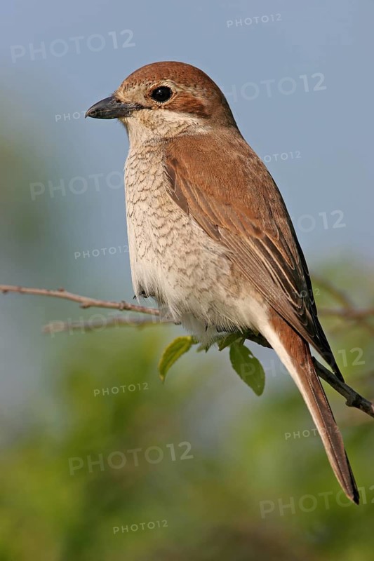 Red-backed shrike (Lanius collurio), Pie-griËche Ècorcheur, AlcaudÛn Dorsirrojo, Spider, spider, Black Sea coast, Hockenheim, Baden-W¸rttemberg, Germany