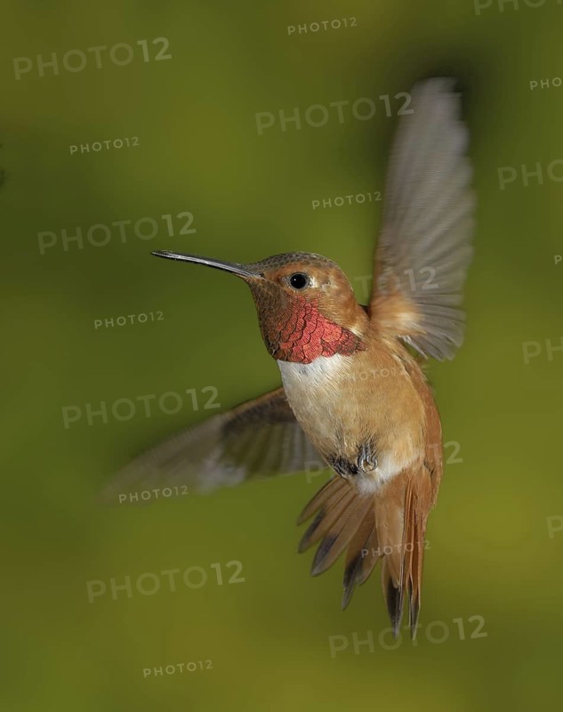 Rufous Hummingbird (Selasphorus rufus) male, British Columbia, Canada