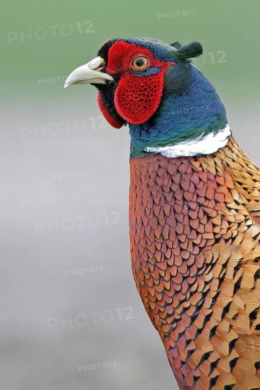 Pheasant (Phasianus colchicus), Faisan de Colchide, Faisan de chasse, Faisán Vulgar, Texel, Tiszaalpár, Kiskunsági National Park, Bács-Kiskun, Hungary