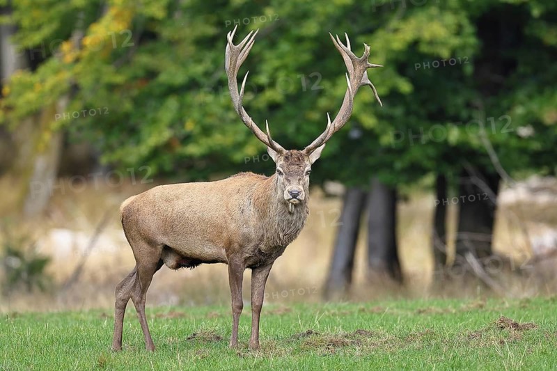Red deer (Cervus elaphus) during the rutting season, capital stag in a forest clearing, wildlife, autumn, Sauerland, North Rhine-Westphalia, Germany