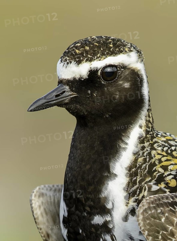 Pacific Golden Plover (Pluvialis fulva) male, Alaska, USA