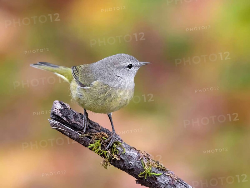 Orange-crowned Warbler, Oreothlypis celata, perched in the fall, in Saskatoon, Saskatchewan, Canada