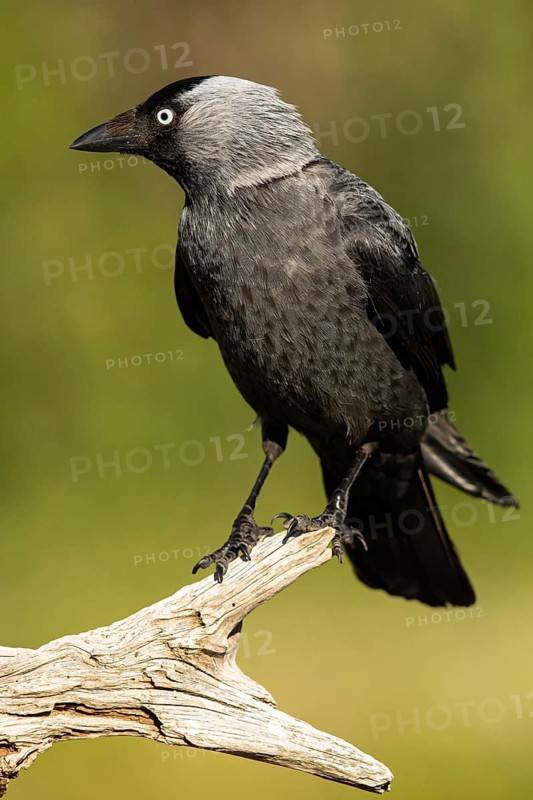 Western Jackdaw (Coloeus monedula), Smaland, Sweden