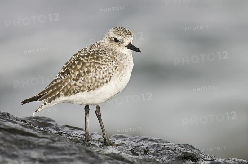 Grey Plover (Pluvialis squatarola), New Jersey, USA