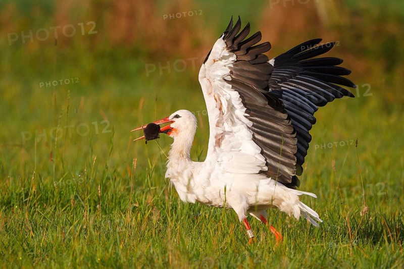 White Stork (Ciconia ciconia) female with caught mole in its beak, North Rhine-Westphalia, Germany