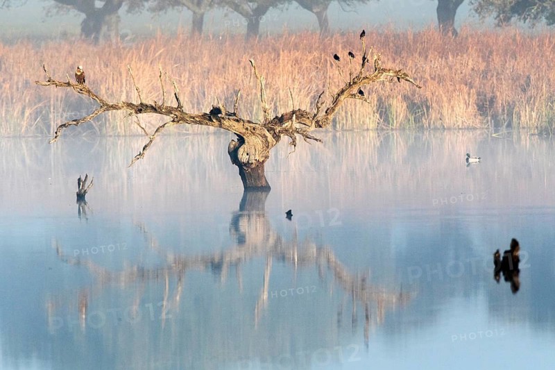 Western Marsh Harrier (Circus aeruginosus) perched on tree in water in fog, Extremadura, Spain