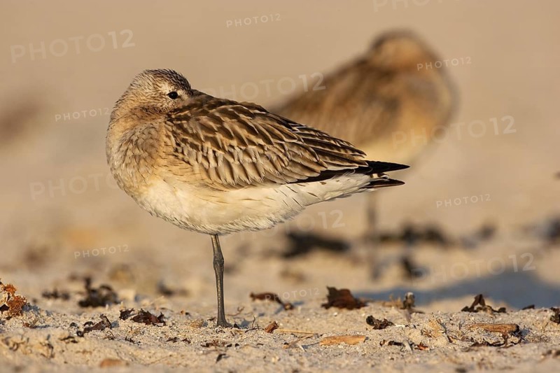 Bar-tailed Godwit (Limosa lapponica), Schleswig-Holstein, Germany