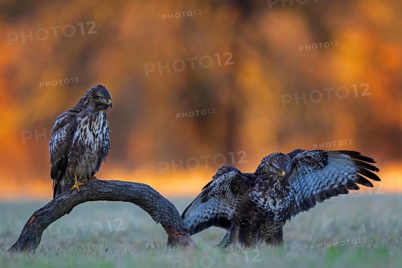 Common Buzzard (Buteo buteo), Saxony-Anhalt, Germany