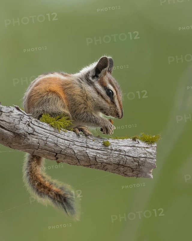 A Lodgepole Chipmunk feeding in a conifer in El Dorado National Forest, California USA