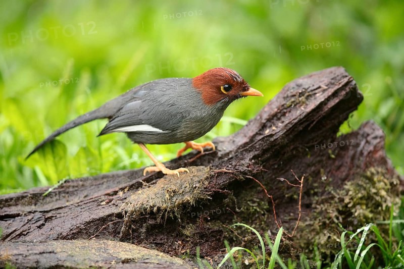 Chestnut-hooded Laughingthrush (Garrulax treacheri) perched on a log, Sabah, Malaysia