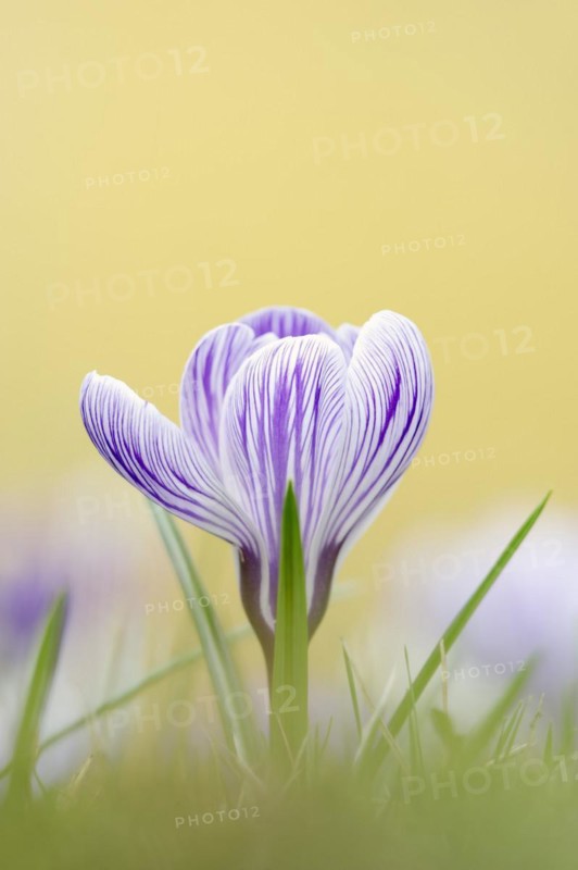 Flowering crocus (Crocus spec.) in spring, North Rhine-Westphalia, Germany